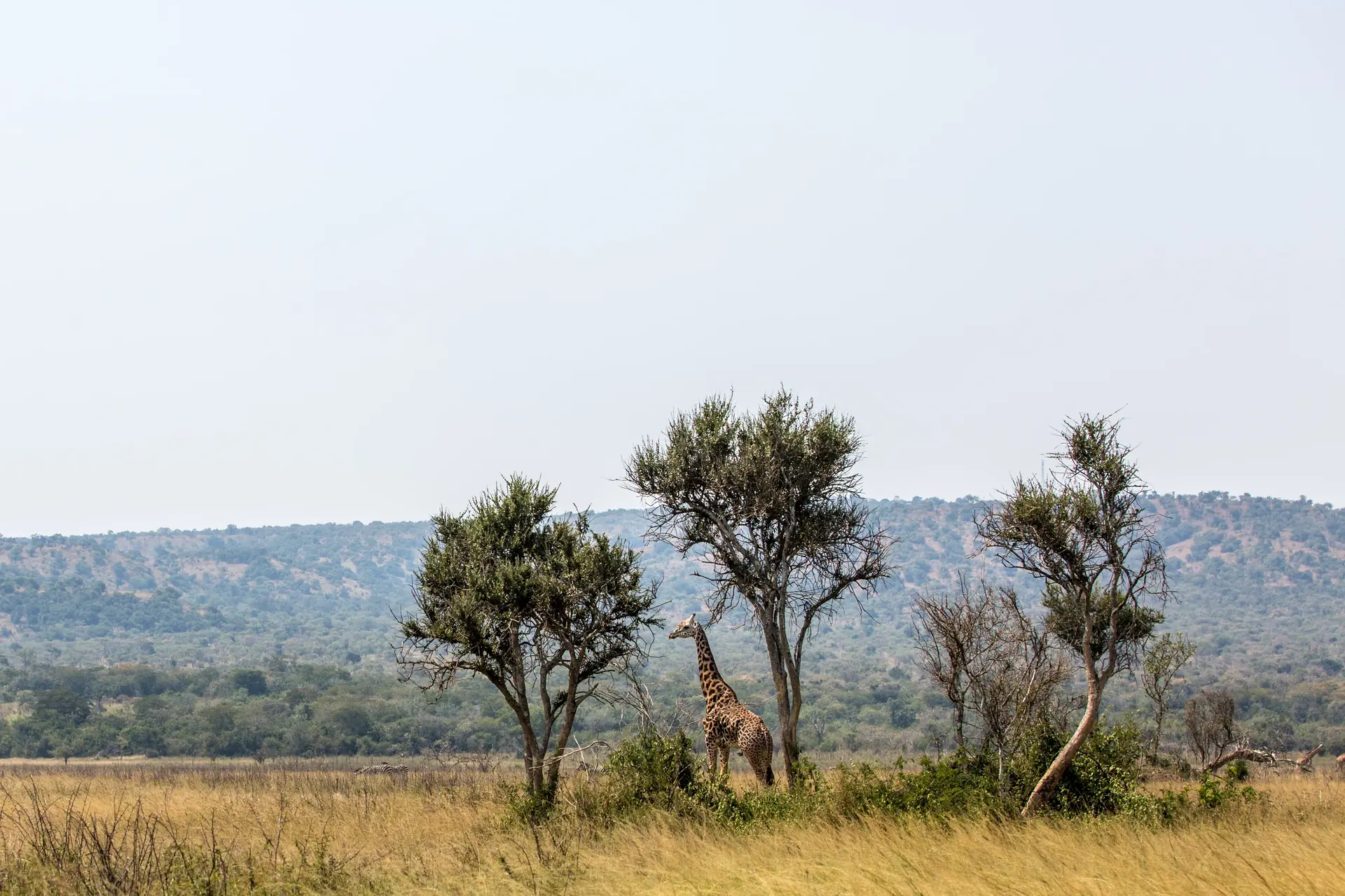 Giraffes among acacia trees on the savannah of Akagera National Park, Rwanda