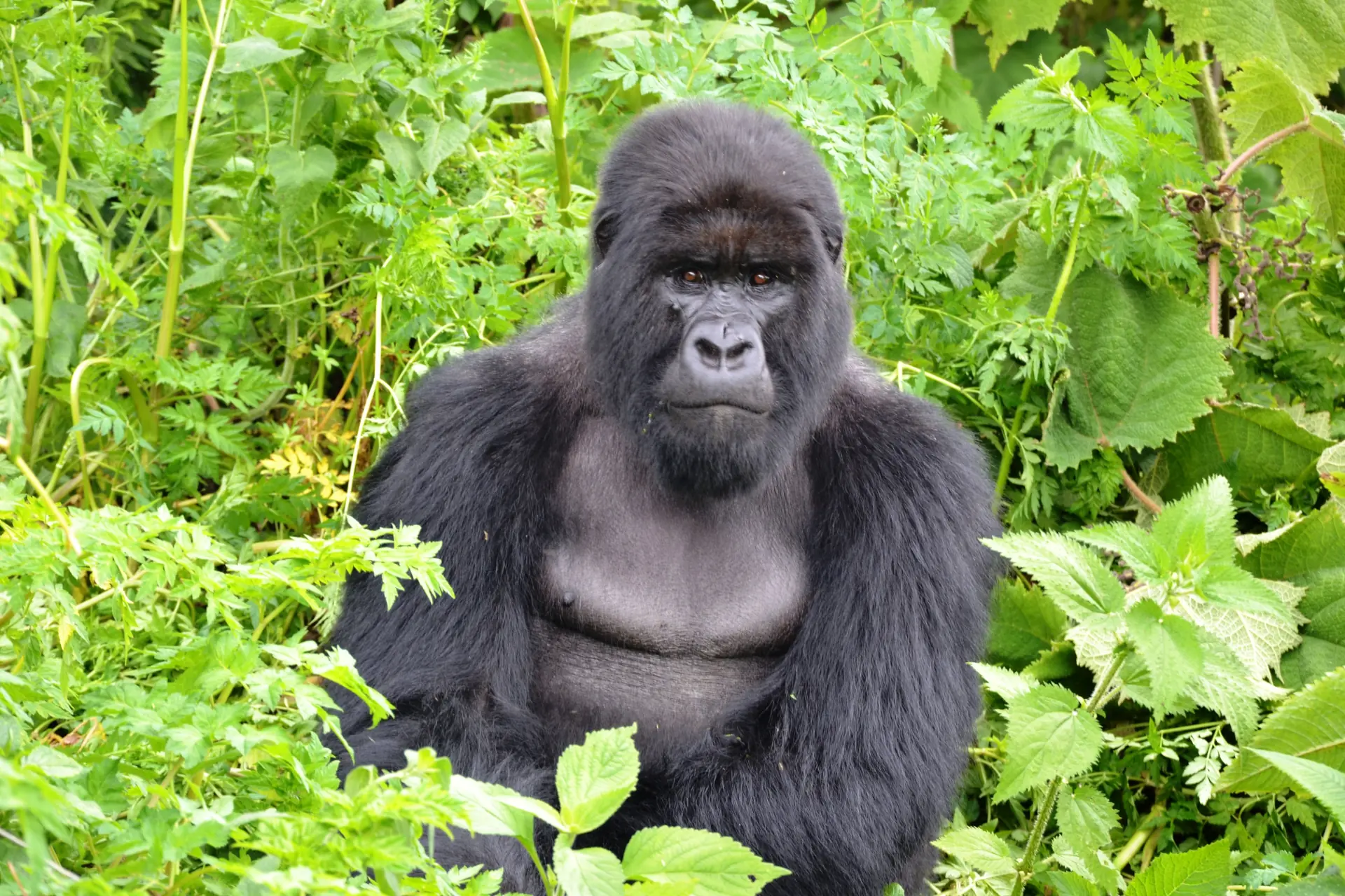 Mountain gorilla sitting in dense green vegetation