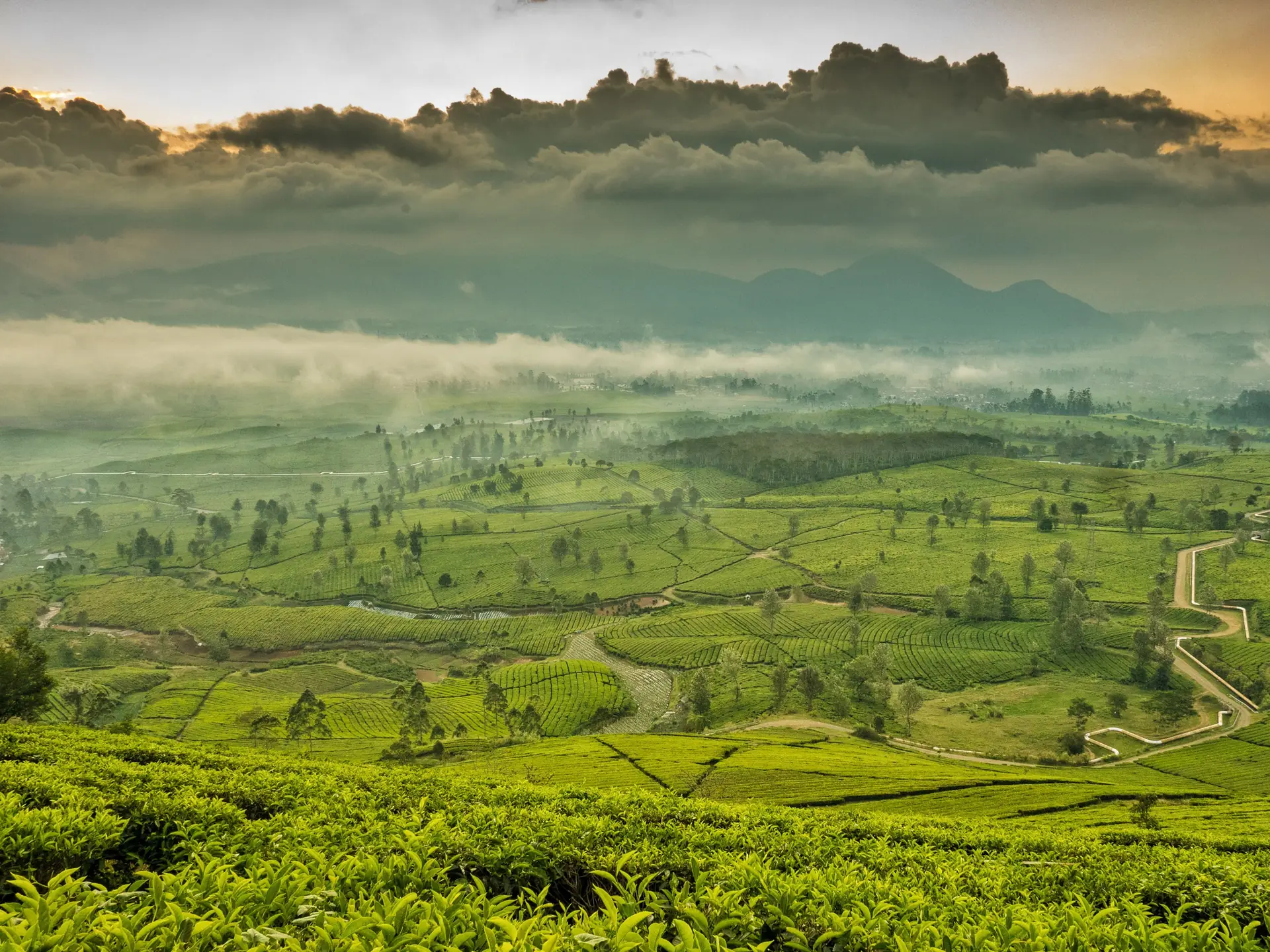 Misty green hills and fields in Rwanda's Volcanoes National Park region